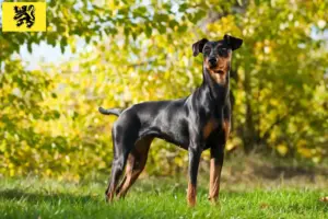 Read more about the article German Pinscher breeders and puppies in Flanders