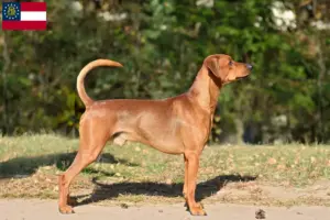 Read more about the article German Pinscher breeder and puppies in Georgia