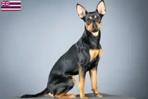 Read more about the article German Pinscher breeder and puppies in Hawaii