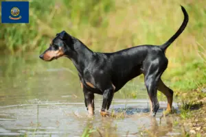 Read more about the article German Pinscher breeder and puppies in Idaho