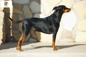 Read more about the article German Pinscher breeders and puppies in Illinois