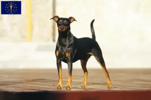 Read more about the article German Pinscher breeders and puppies in Indiana
