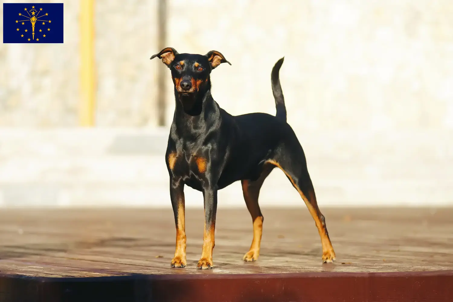 German Pinscher puppies and breeder Indiana Find German Pinscher breeders in Indiana.