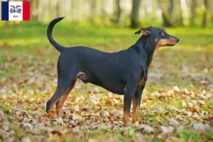 Read more about the article German Pinscher breeders and puppies in Iowa