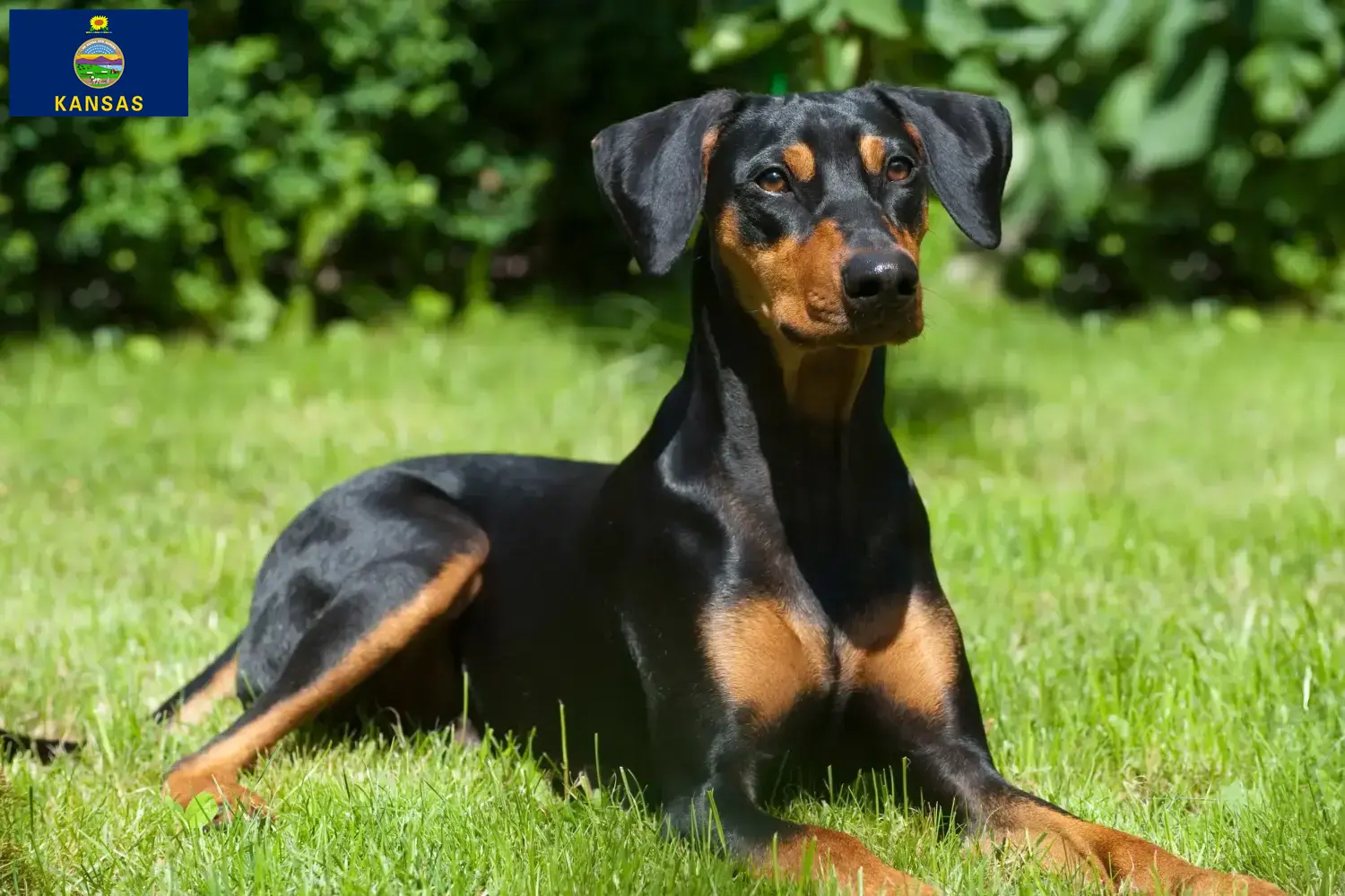 German Pinscher puppies and breeder Kansas Here you can find German Pinscher breeders in Kansas.