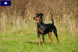 Read more about the article German Pinscher breeder and puppies in Kentucky
