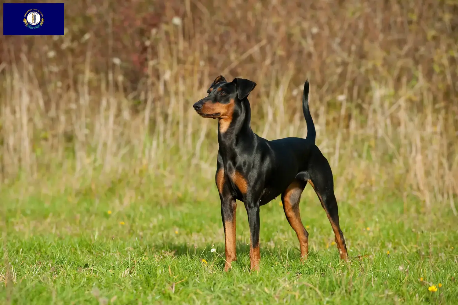 German Pinscher puppies and breeder Kentucky Here you can find German Pinscher breeders in Kentucky.