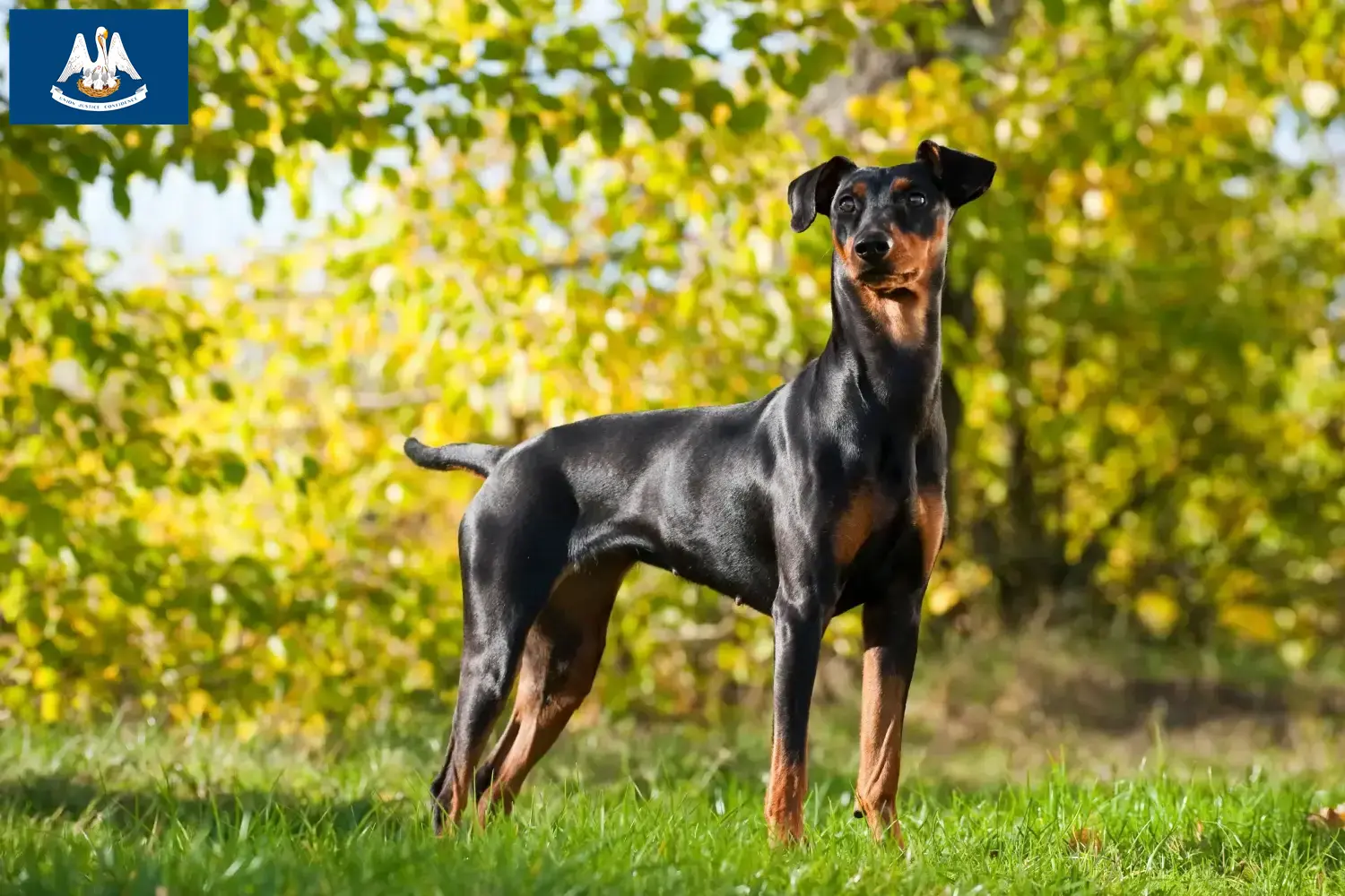 German Pinscher puppies and breeder Louisiana Here you can find German Pinscher breeders in Louisiana.