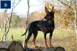 Read more about the article German Pinscher breeders and puppies in Maine