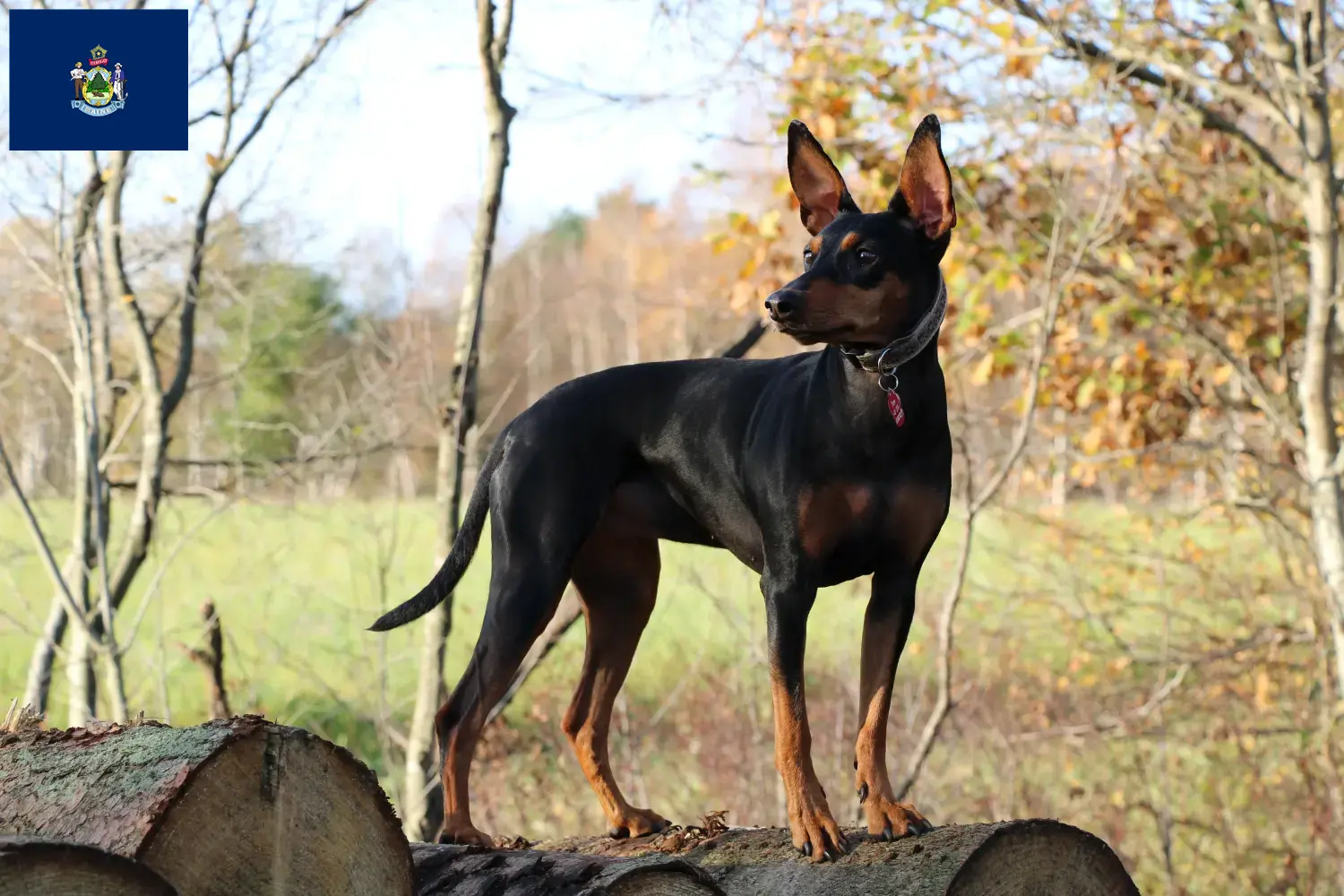 German Pinscher puppies and breeders Maine Here you can find German Pinscher breeders in Maine.