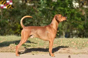 Read more about the article German Pinscher breeder and puppies in Maryland