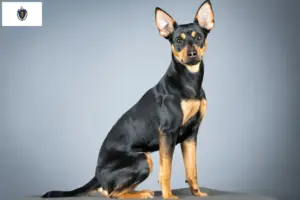 Read more about the article German Pinscher breeder and puppies in Massachusetts