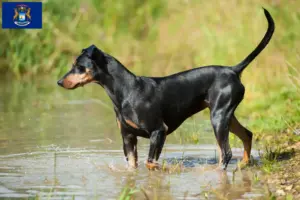 Read more about the article German Pinscher breeder and puppies in Michigan