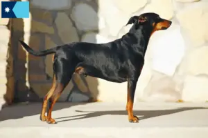 Read more about the article German Pinscher breeders and puppies in Minnesota