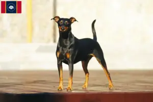 Read more about the article German Pinscher breeder and puppies in Mississippi