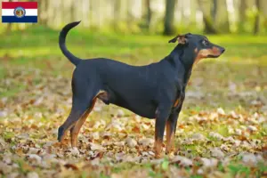 Read more about the article German Pinscher breeder and puppies in Missouri