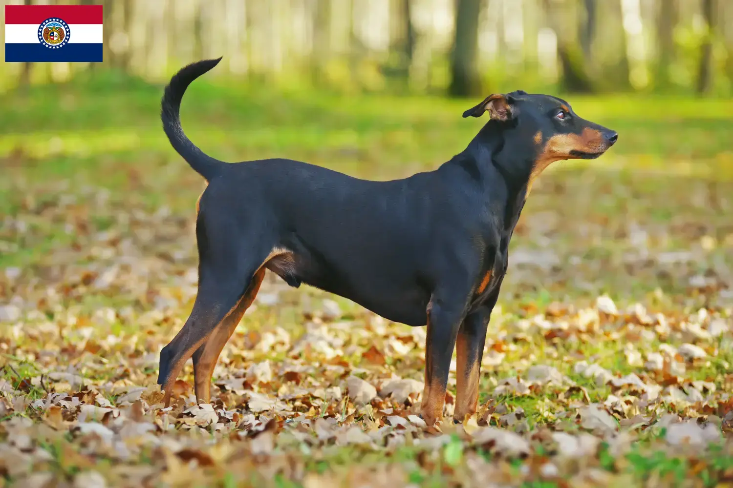 German Pinscher puppies and breeder Missouri Find German Pinscher breeders in Missouri.