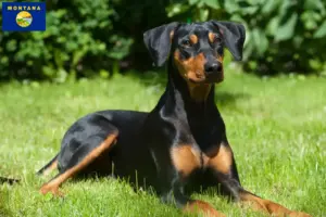 Read more about the article German Pinscher breeder and puppies in Montana