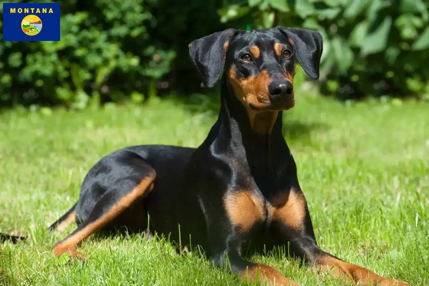 German Pinscher puppies and breeder Montana Find German Pinscher breeders in Montana.