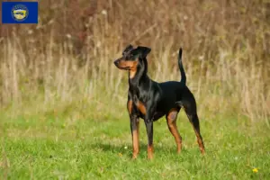 Read more about the article German Pinscher breeder and puppies in Nebraska