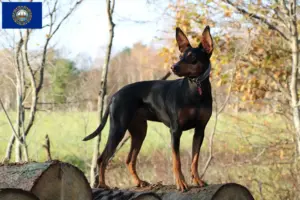 Read more about the article German Pinscher breeder and puppies in New Hampshire