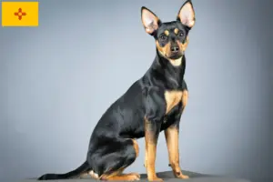 Read more about the article German Pinscher Breeder and Puppies in New Mexico