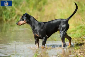 Read more about the article German Pinscher breeder and puppies in New York