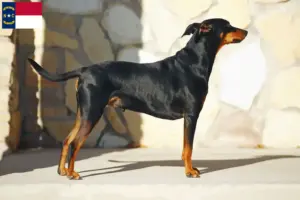 Read more about the article German Pinscher breeders and puppies in North Carolina