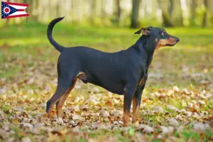 Read more about the article German Pinscher breeder and puppies in Ohio