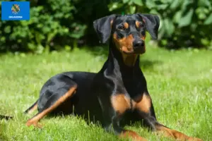 Read more about the article German Pinscher breeder and puppies in Oklahoma