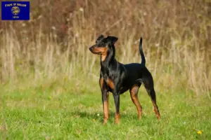 Read more about the article German Pinscher breeders and puppies in Oregon