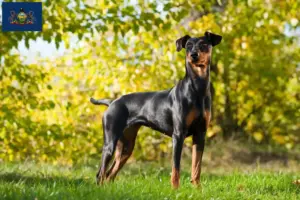 Read more about the article German Pinscher breeder and puppies in Pennsylvania