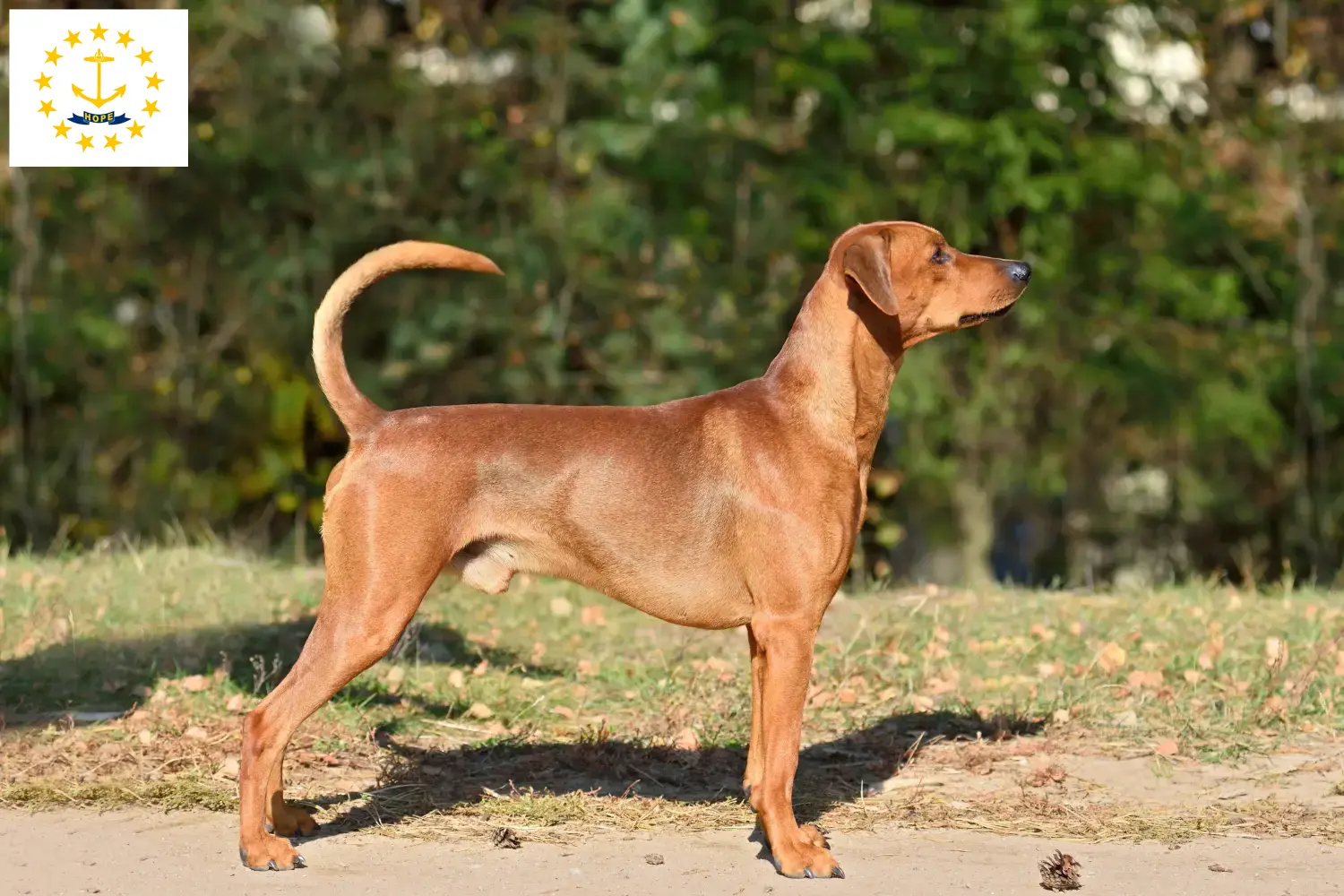 German Pinscher puppies and breeders Rhode Island Find German Pinscher breeders in Rhode Island.