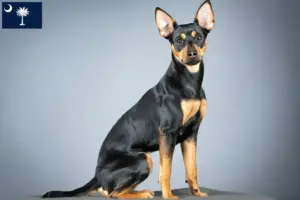 Read more about the article German Pinscher breeders and puppies in South Carolina
