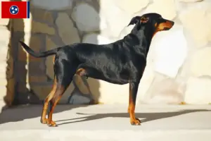 Read more about the article German Pinscher breeder and puppies in Tennessee