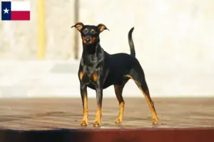 Read more about the article German Pinscher breeder and puppies in Texas