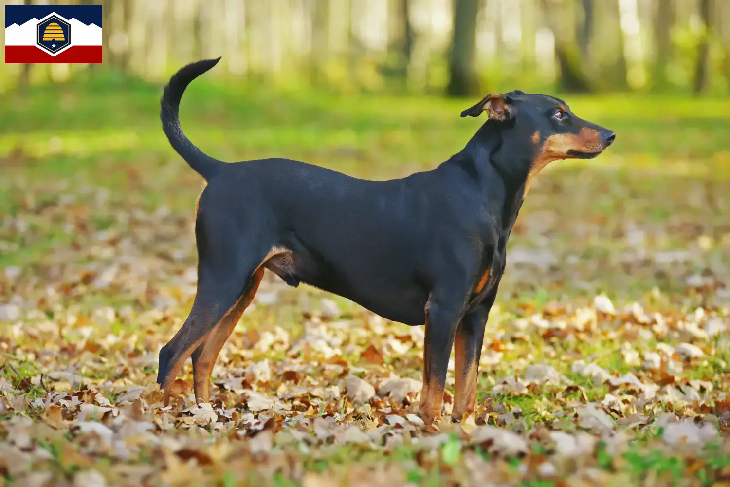 Read more about the article German Pinscher breeders and puppies in Utah