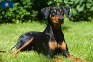 Read more about the article German Pinscher breeders and puppies in Vermont