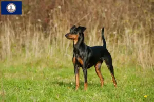 Read more about the article German Pinscher breeder and puppies in Virginia