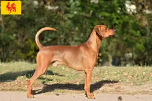 Read more about the article German Pinscher breeder and puppies in Walloon Region