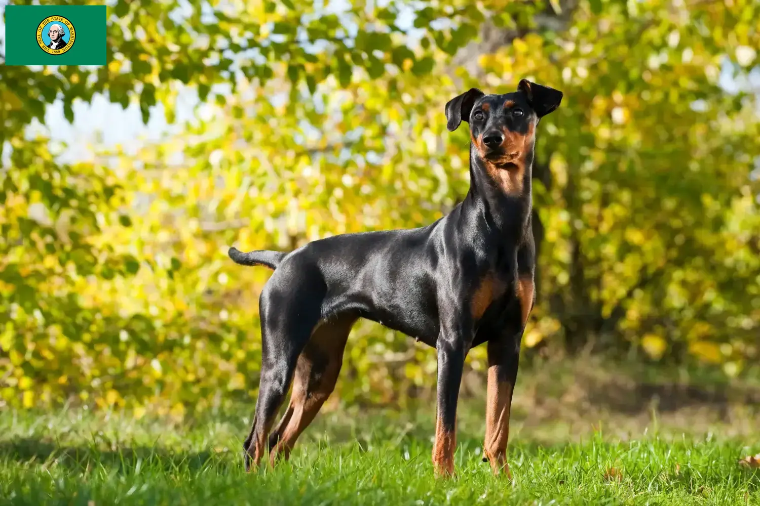 Read more about the article German Pinscher breeders and puppies in Washington