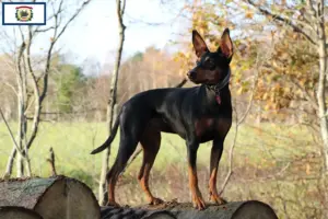Read more about the article German Pinscher breeders and puppies in West Virginia