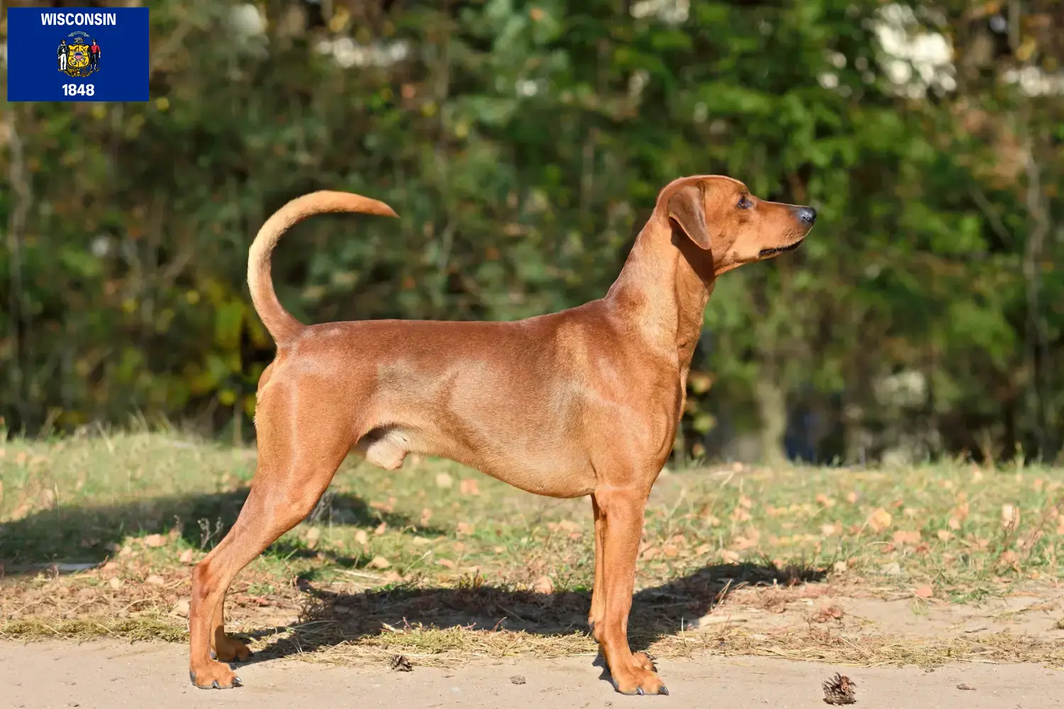 Read more about the article German Pinscher breeder and puppies in Wisconsin