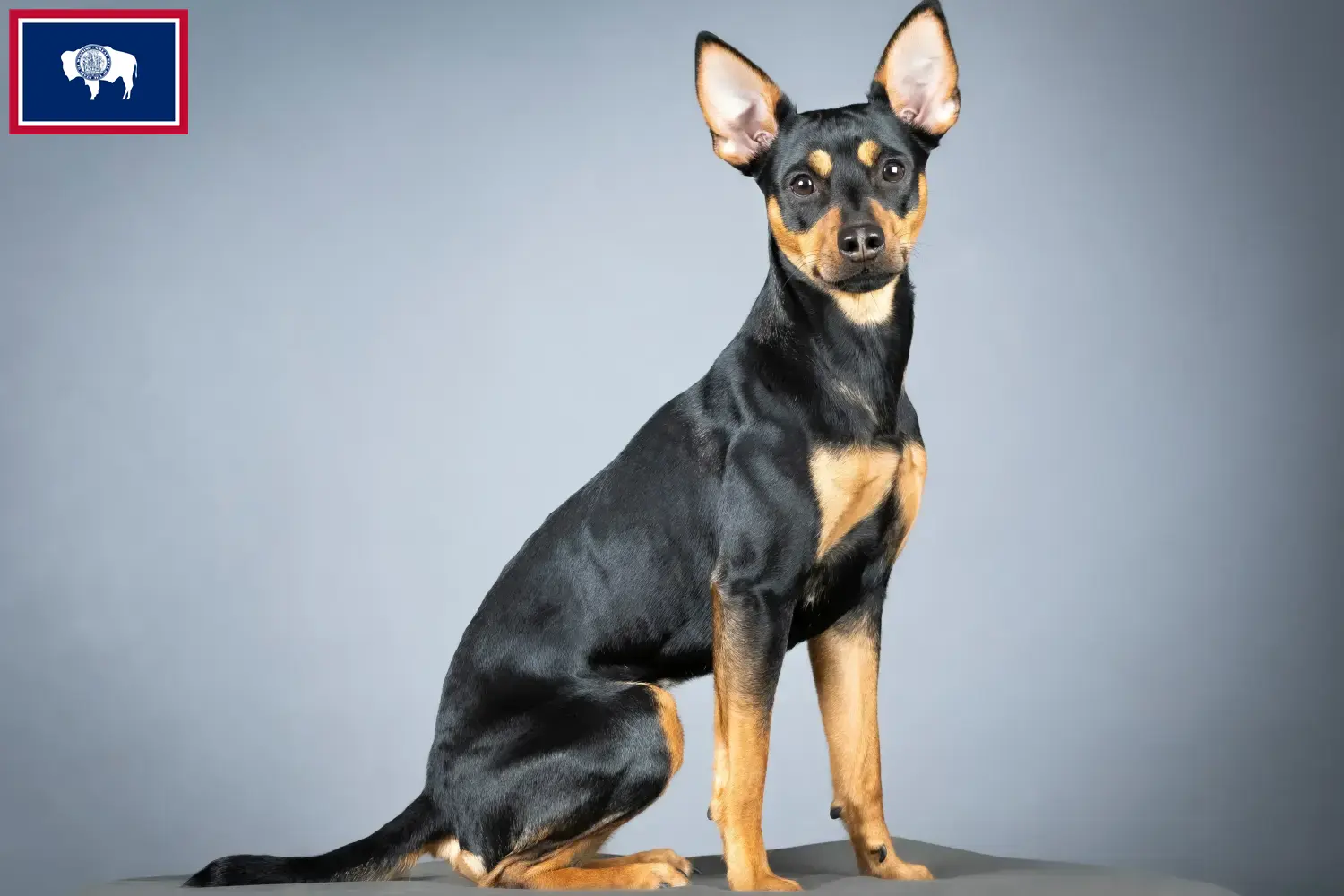 Read more about the article German Pinscher breeders and puppies in Wyoming