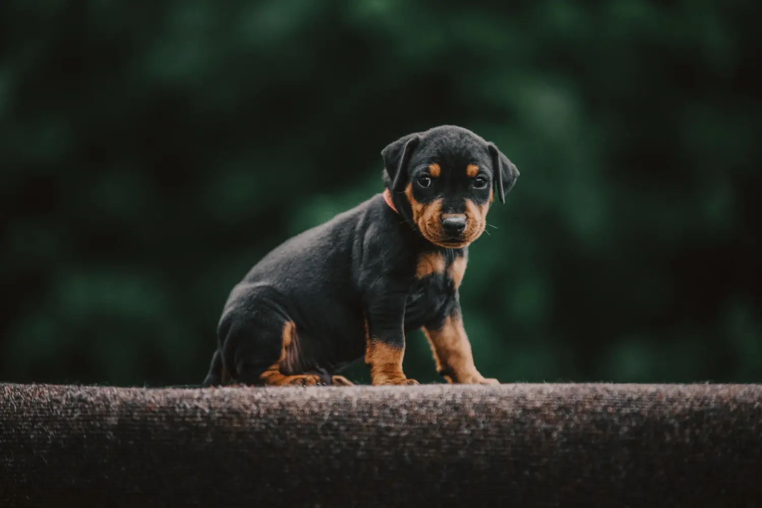 Buying a German Pinscher puppy means taking responsibility! Buy German Pinscher puppies.