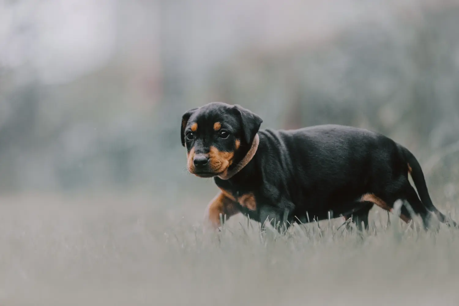 Buying a German Pinscher puppy means taking responsibility! Buy German Pinscher puppies.