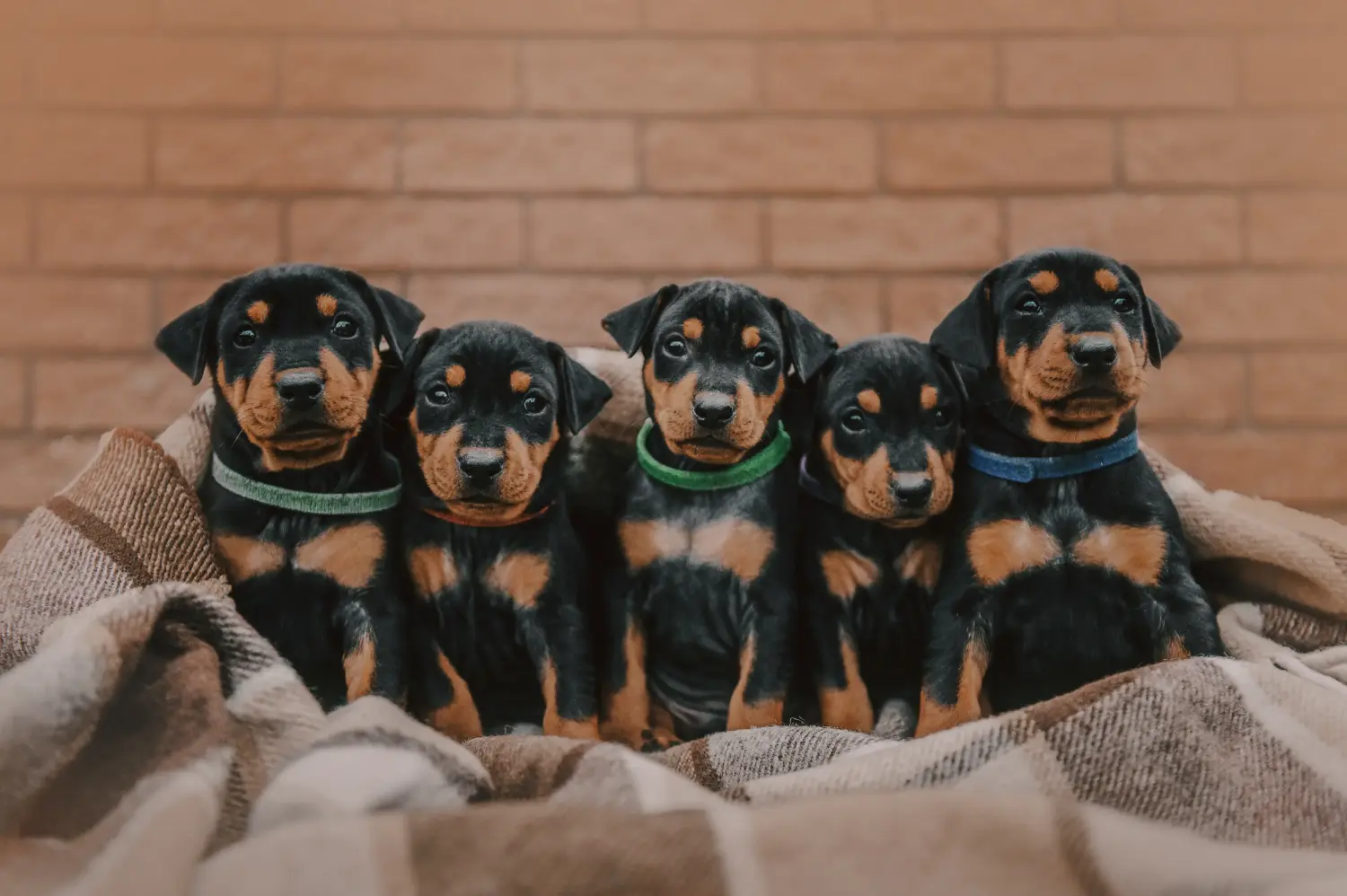 Buying a German Pinscher puppy means taking responsibility! Buy German Pinscher puppies.