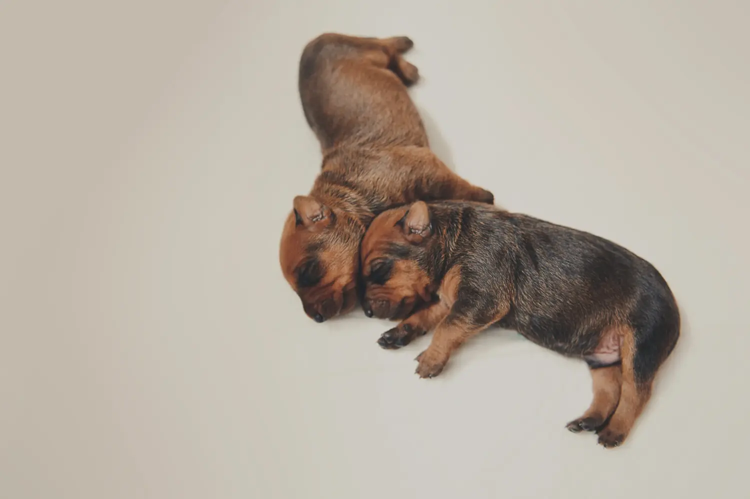 Buying a German Pinscher puppy means taking responsibility! Buy German Pinscher puppies.
