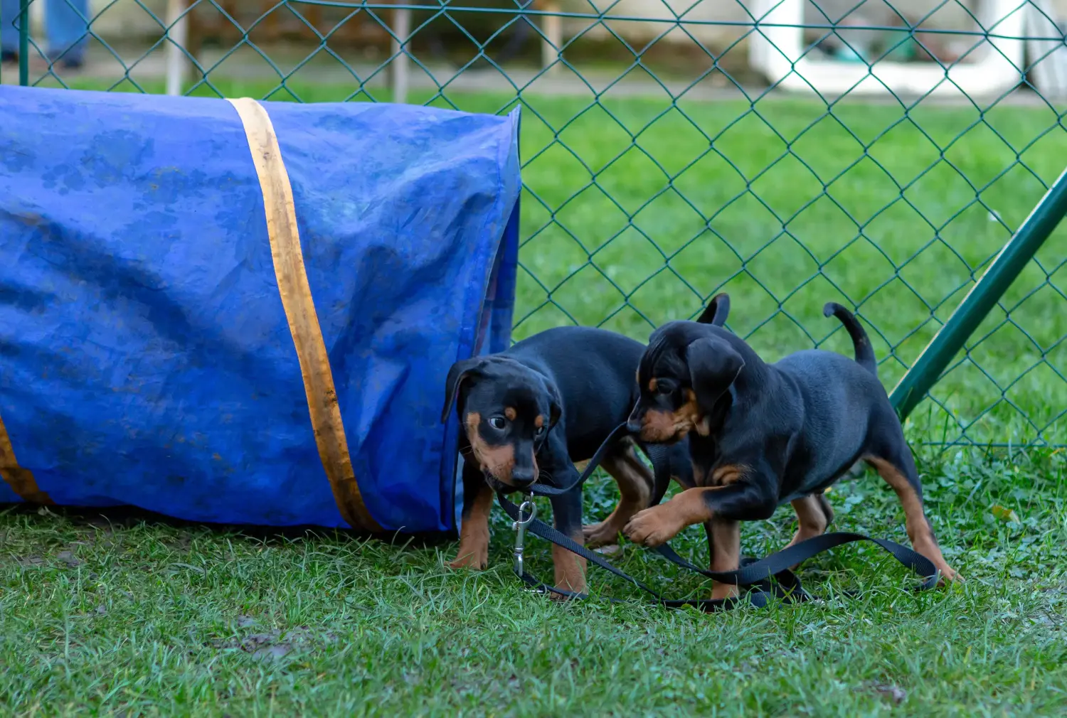 Buying a German Pinscher puppy means taking responsibility! Buy German Pinscher puppies.