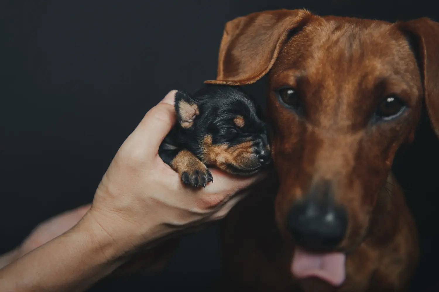 Buying a German Pinscher puppy means taking responsibility! Buy German Pinscher puppies.